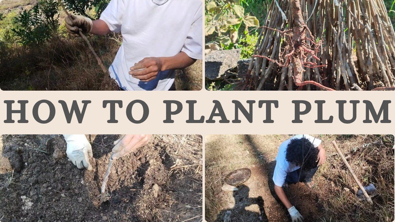 Plum ko lagane ka sahi tareka🌱| How to plant plum in winter 