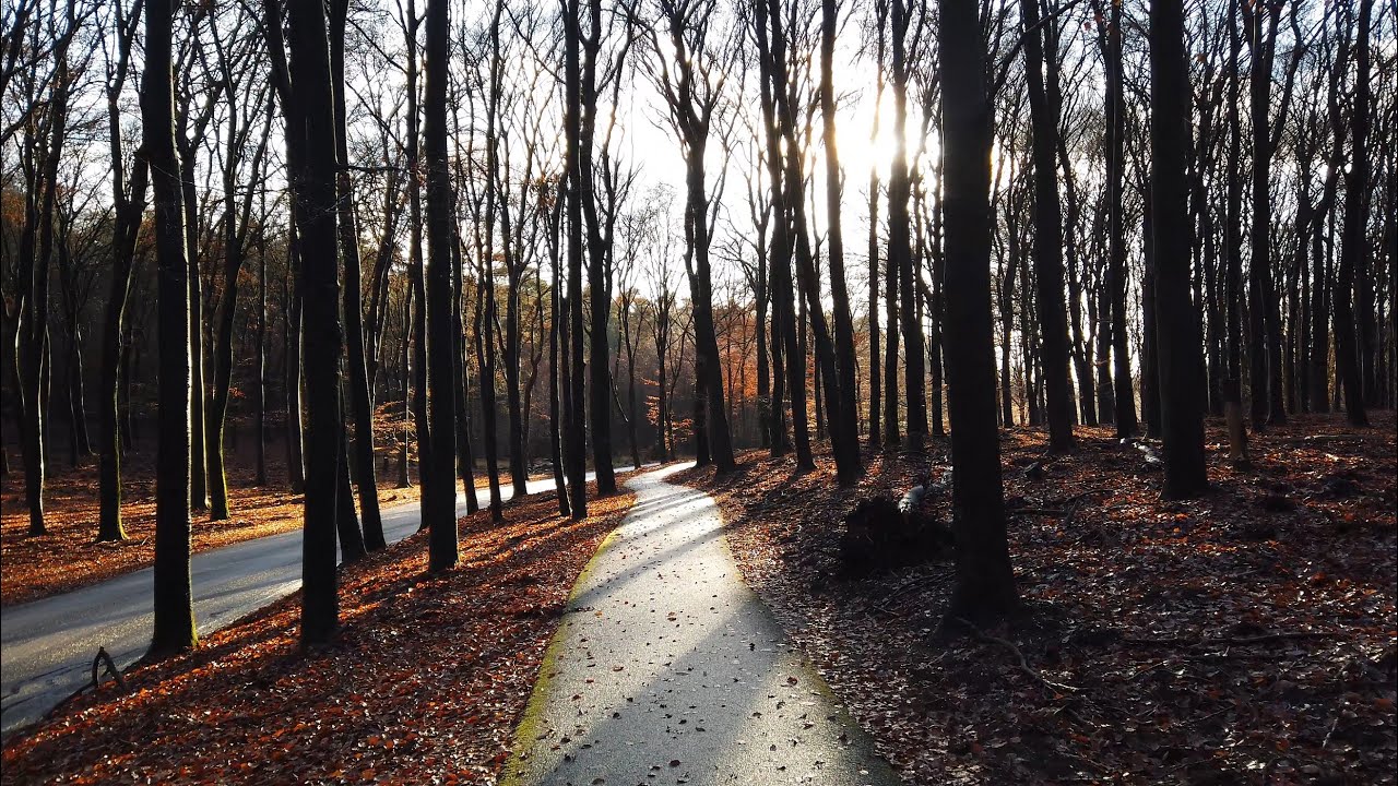 Relaxing Afternoon Walk in Hoog Soeren 🌲 | Veluwe | The Netherlands 4K⁶⁰