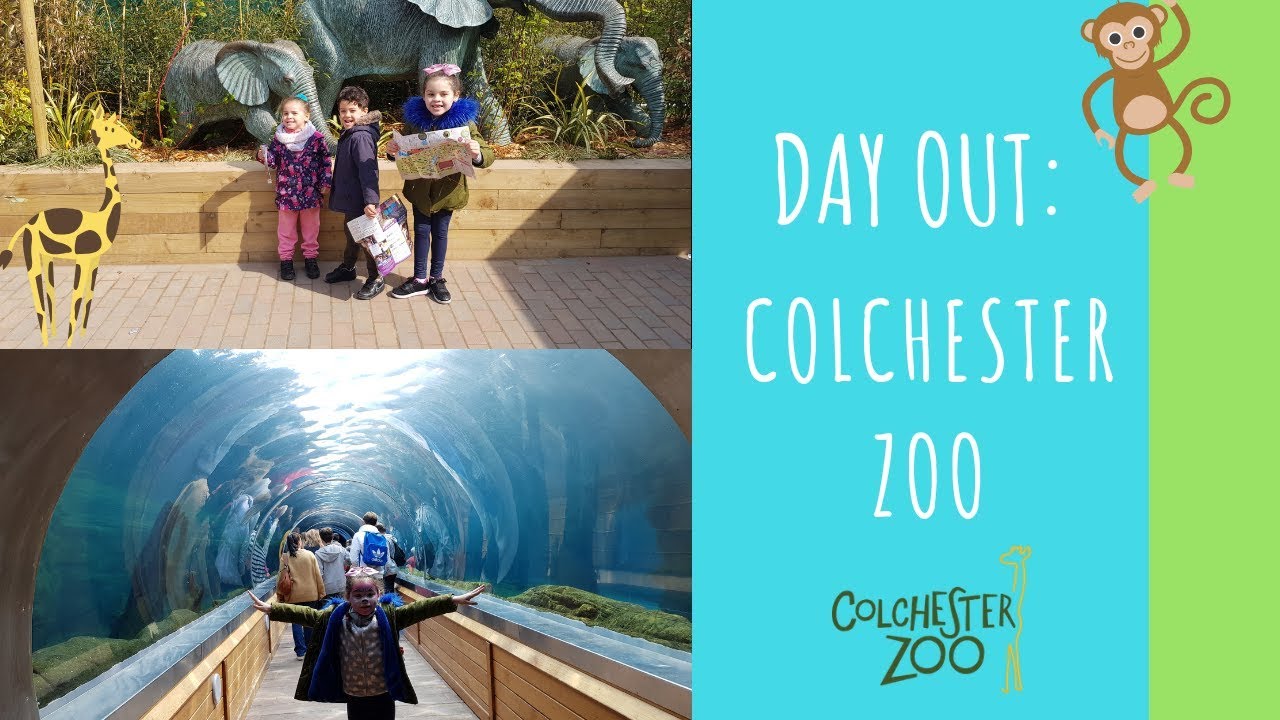 DAY OUT AT COLCHESTER ZOO 🐅🐆🦓🦒
