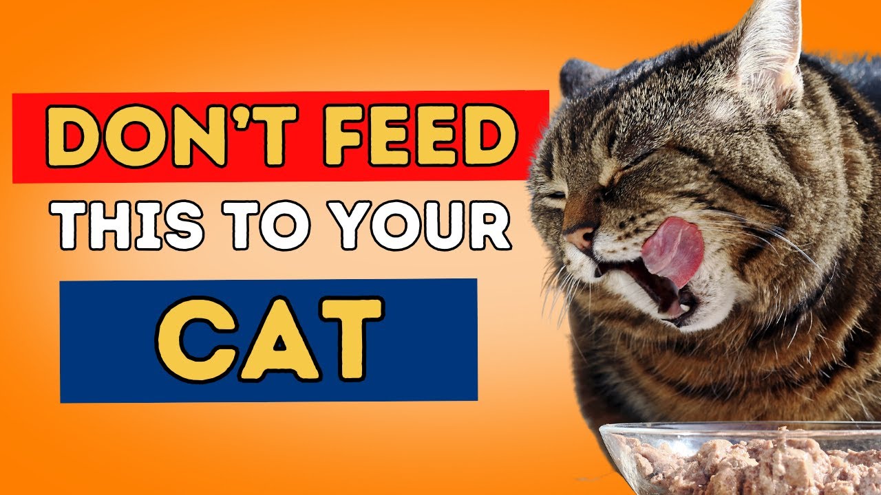 Don't  Feed  This To Your Cat