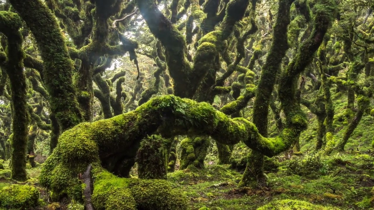 Mystic Of Green Rain Forest Trees Covered With Moss In New Zealand Wild Nature   Stock Video