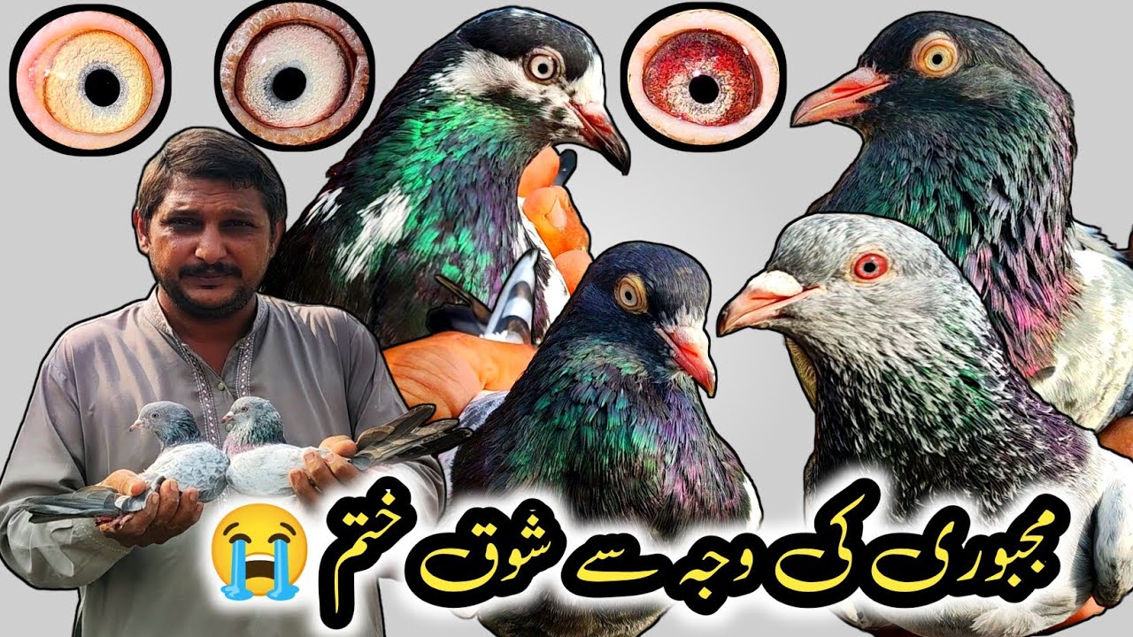 All Breeding Setup // Salary Teddy Kabootar // Royal Teddy Kabootar // Sadna Kabootar
