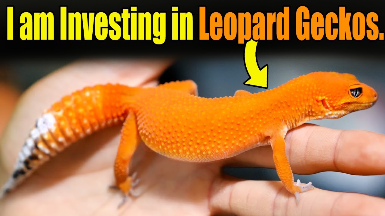 Meet My $10k Designer Leopard Gecko Collection