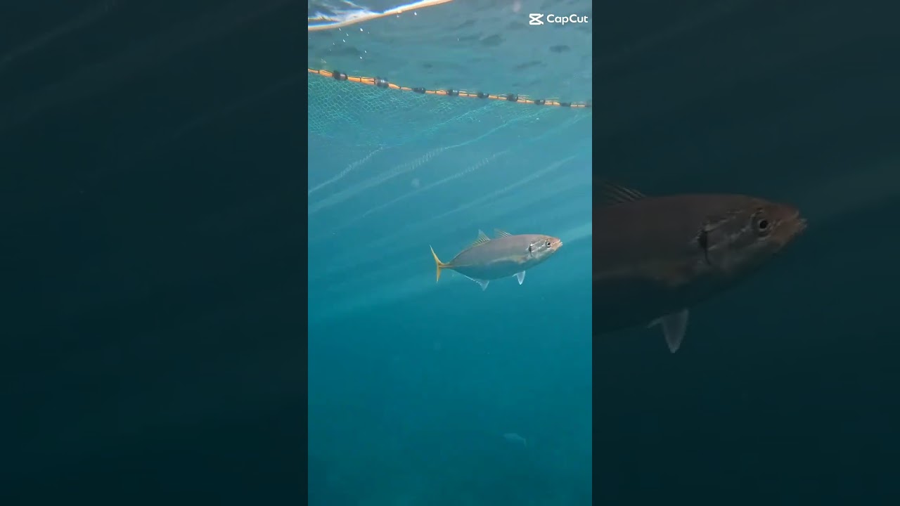 Fish solo #subscribe #fishing #highlights