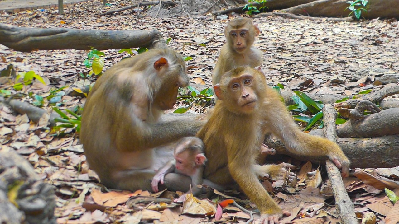 Heartwarming Libby family, Newborn Levy, Leo, & Lily relax with their mother