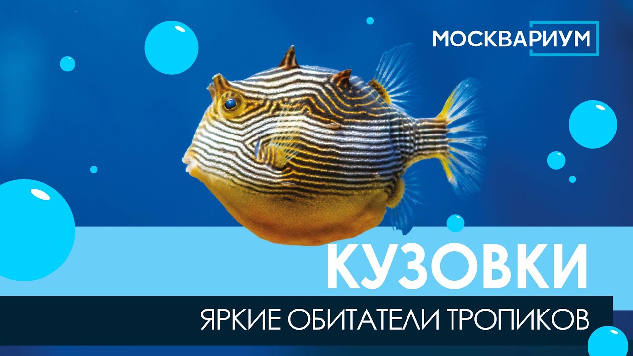 Кузовки. Яркие обитатели тропиков