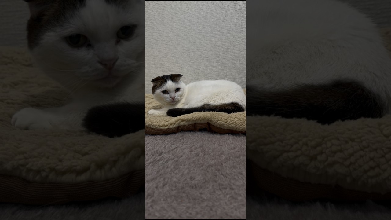 マンチカンねこ かいちゃんライブ🐾 可愛い姿をリアルタイムでお届け！20260201