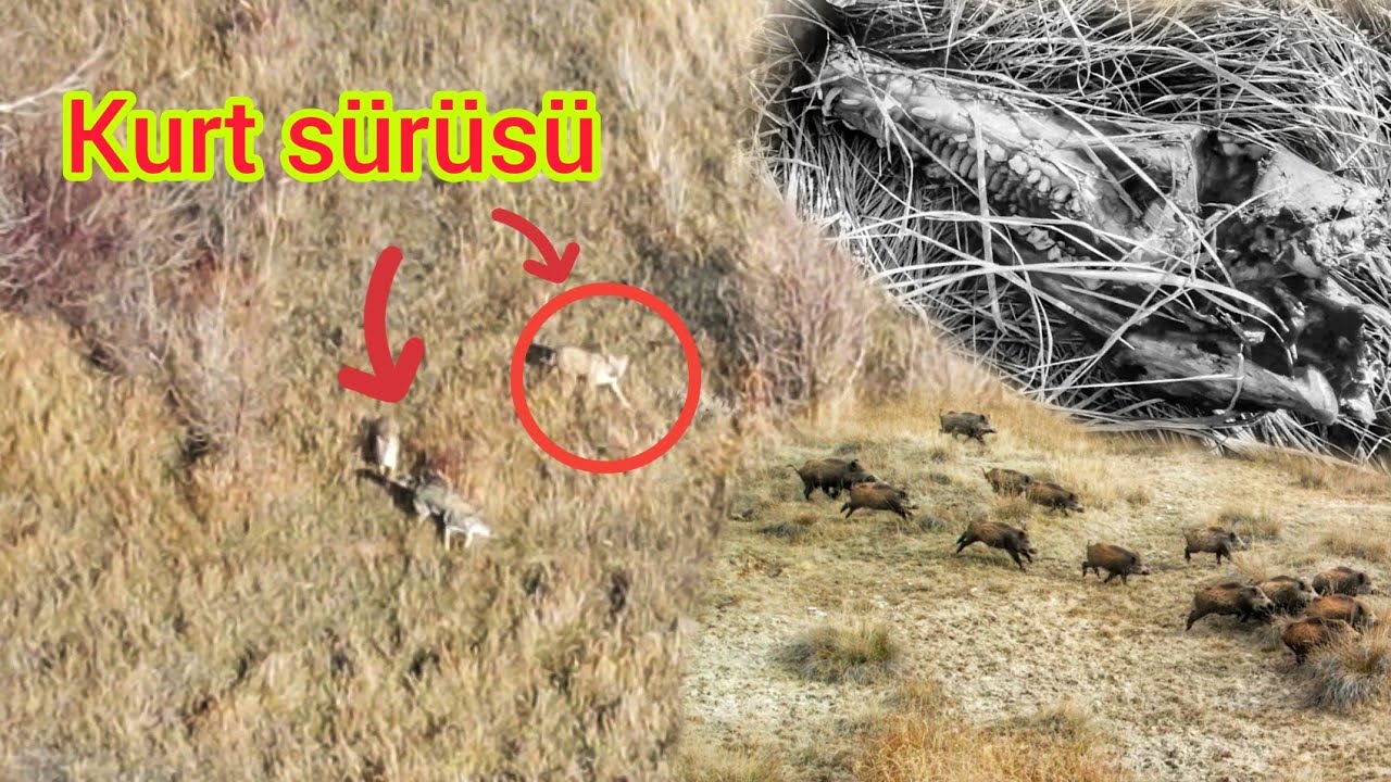 3 KURT DOMUZU PARÇALADI ~KURTLAR BOZOYU GÖRÜNCE DOMUZU BIRAKTI~wolves hunted boar