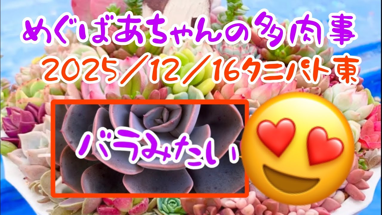 🪴No437🪴多肉植物🪴202512/16タニパト東🪴めぐばあちゃんの多肉事👵🏻