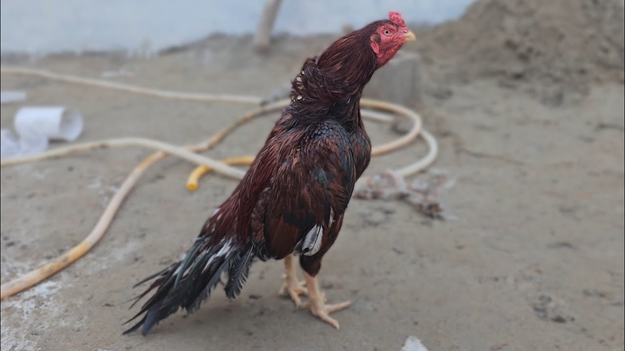 Sheru Kitabi bird || Farm updates 