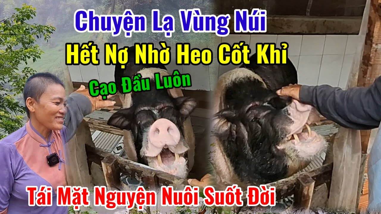 Chuyện Vùng Núi Hết Nợ Nhờ Heo Cốt Khỉ Biết Nghe Tiếng Người Tái Mặt Nguyện Nuôi Suốt Đời | Châu P