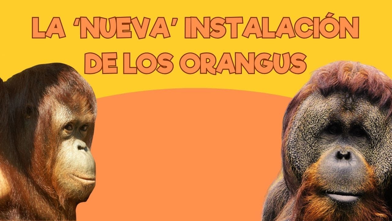 Viviendo en un Zoo: El nuevo recinto de Victoria,Juliana y Dahulu | Santillana del Mar
