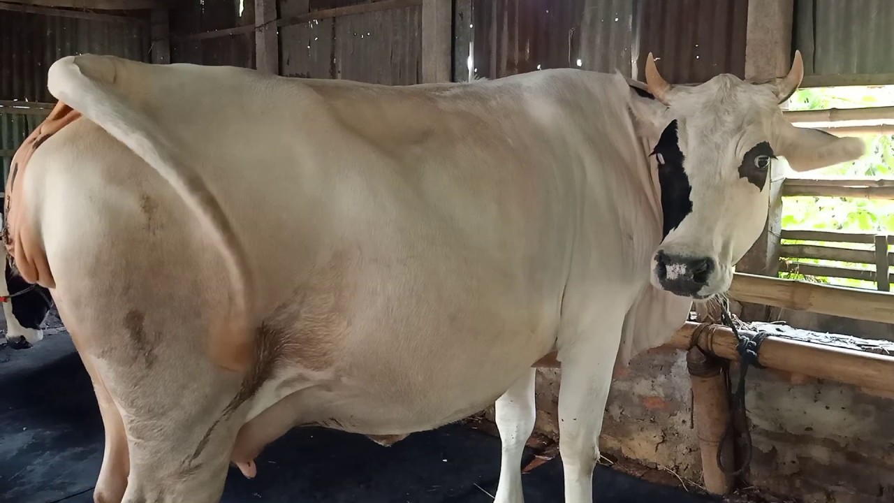 ৬৫২০।। দুই দাতের রানি ফ্রিজিয়ান গাভী বিক্রয় হবে।।01793096194//01884383400