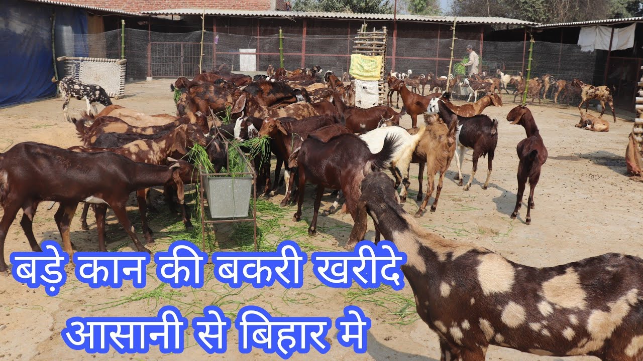 Купить козу с большими ушами легко в Бихаре, Buxar Goat Farm Buxar Bihar