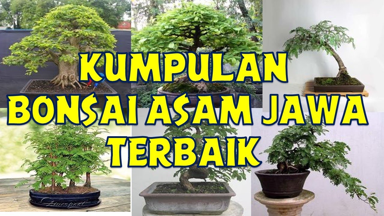 KUMPULAN BONSAI ASEM JAWA TERBAIK