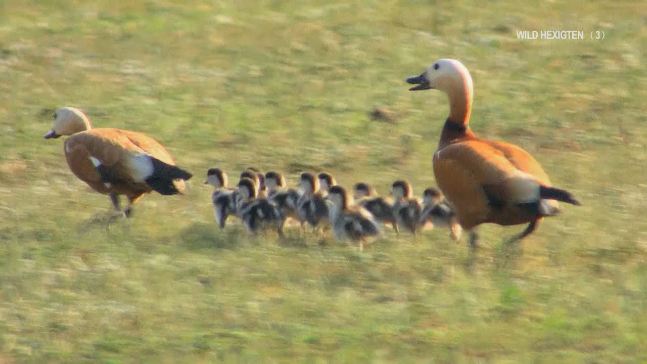 Inner Mongolia: The Ruddy Shelducks' Journey Home
