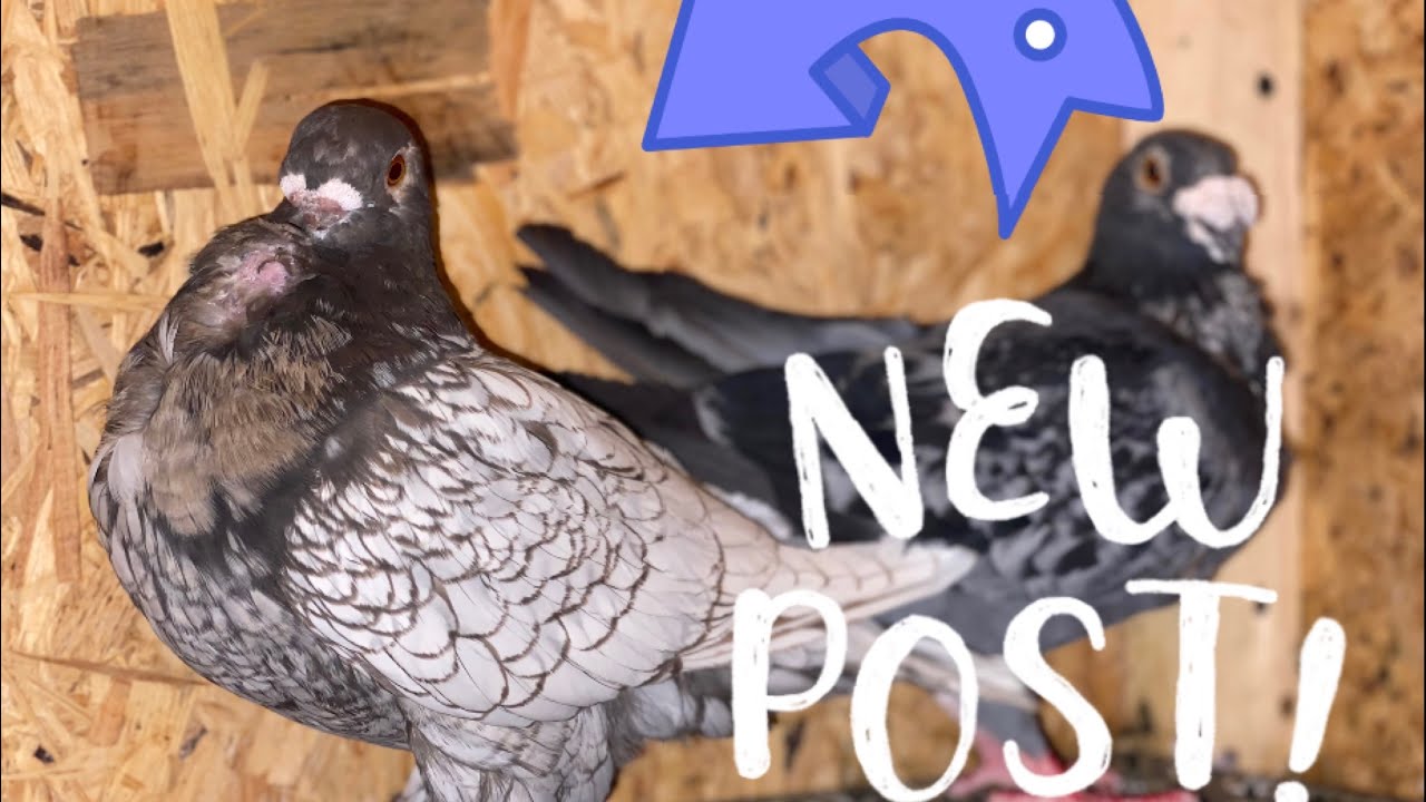 Am modificat câteva perechi la porumbei+am început un nou proiect in genetica porumbeilor!🕊🕊