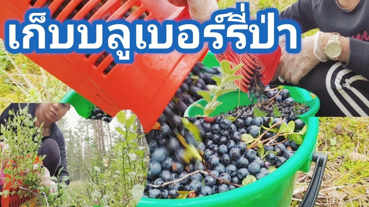11.7.2019 เก็บบลูเบอร์รี่ป่าฟินแลนด์ 🥵