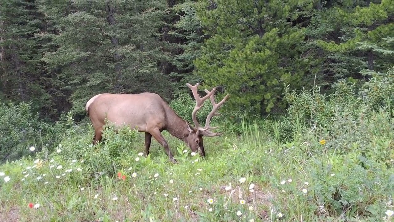 When I go to the Rockies it's an occasion that will happen from time to time