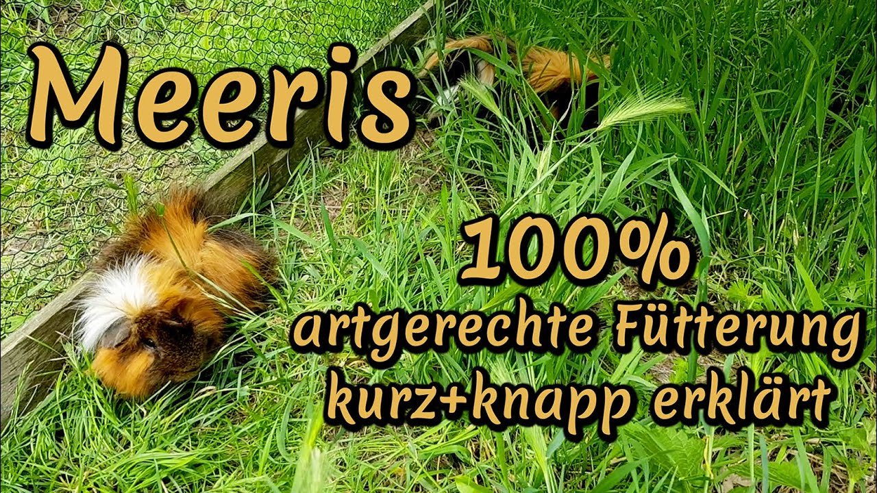 Meerschweinchen artgerecht füttern und halten - Ernährung für ein langes Meeri-Leben