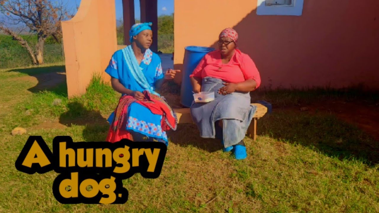 A hungry dog | Mamezala