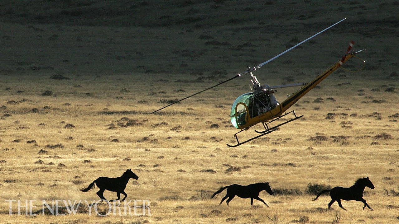 The Fight to Save America&rsquo;s Wild Horses from Slaughter | The New Yorker