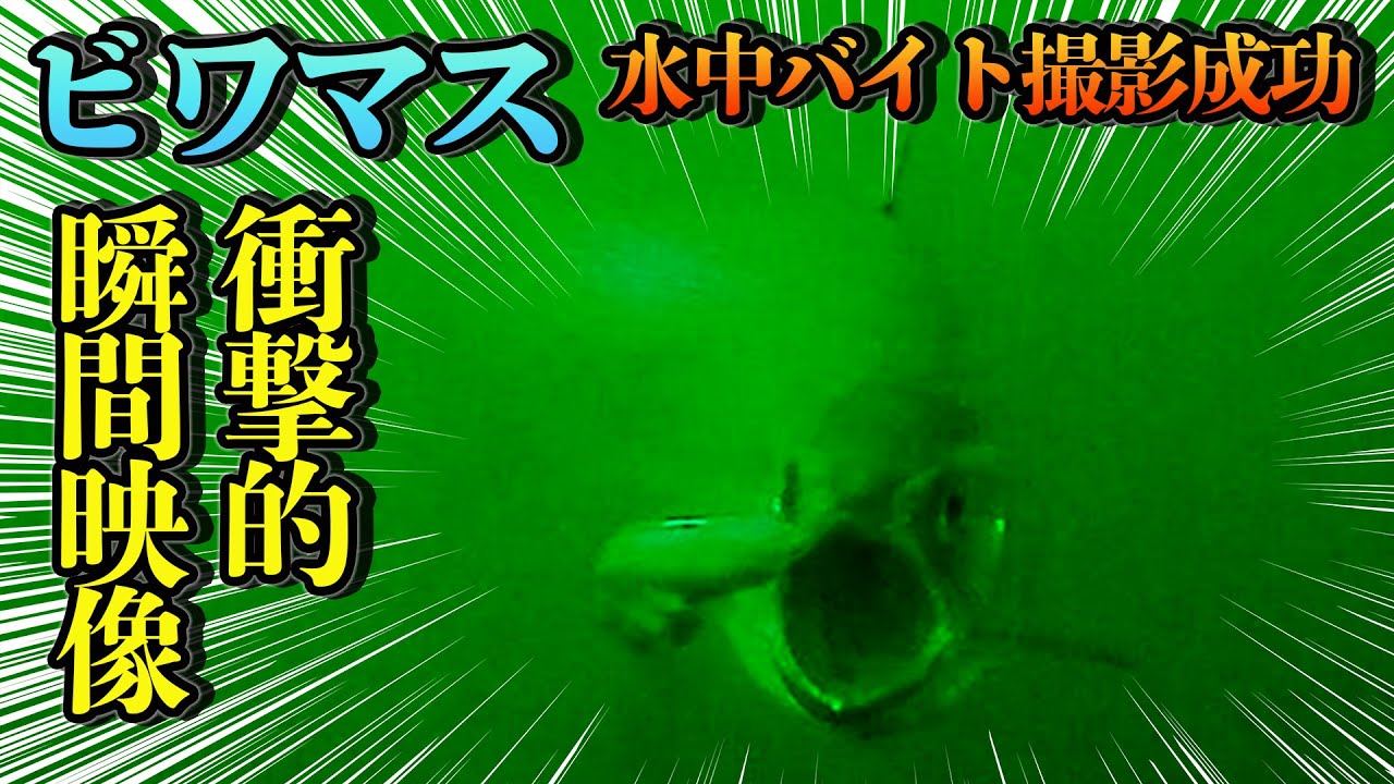 水中カメラでビワマスの意外な生態を暴く！