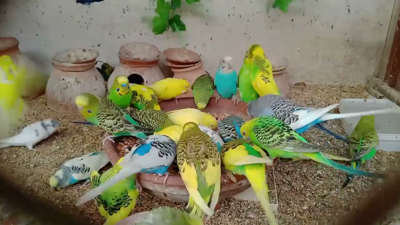 Beautiful Budgies Singing Eating and Playing 🦜🐦😘