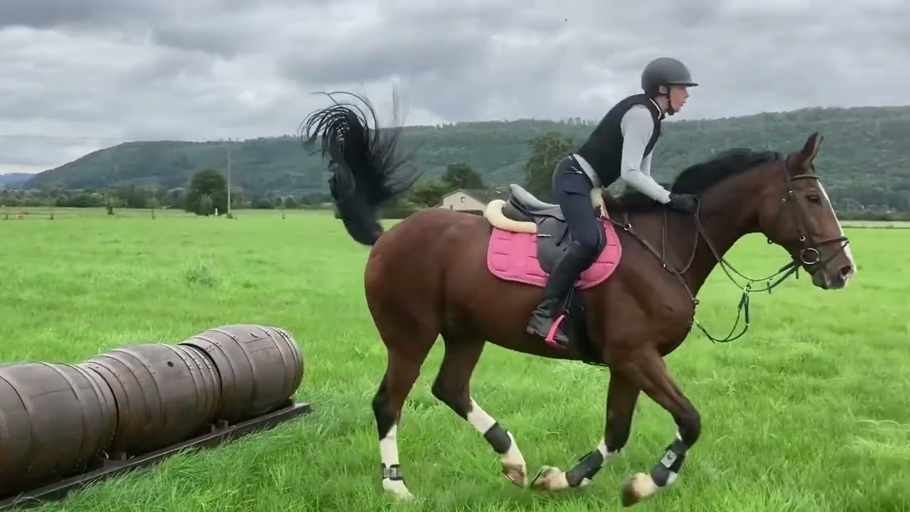 Reitsport Weserbergland - Pferdepension und Zucht Gerald Schoppe mit angeschlossener Reitschule