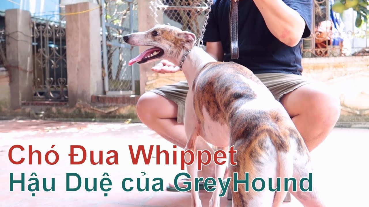 (Đã Ngừng Kinh Doanh) - Hậu Duệ Của Vua Tốc Độ GreyHound/ Whippet Dog/NhamTuatTV - Dog in Vietnam