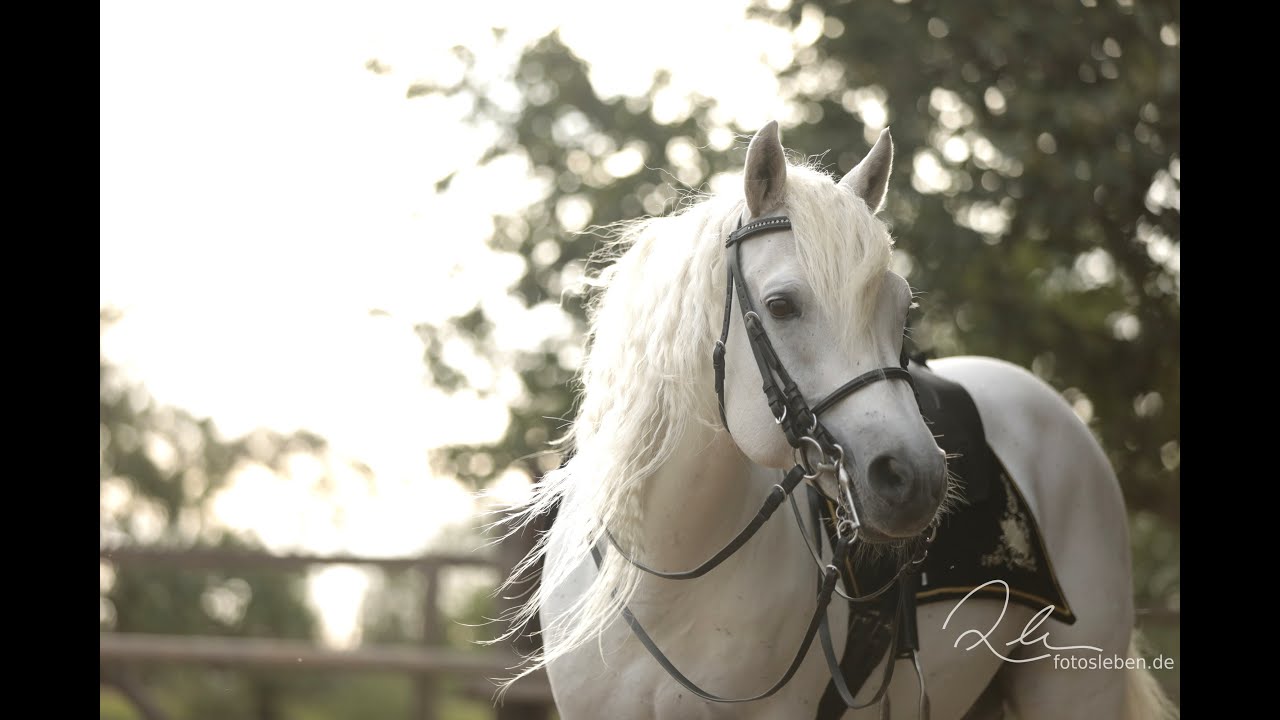 AC-Samson af Engvang - Connemara Stallion
