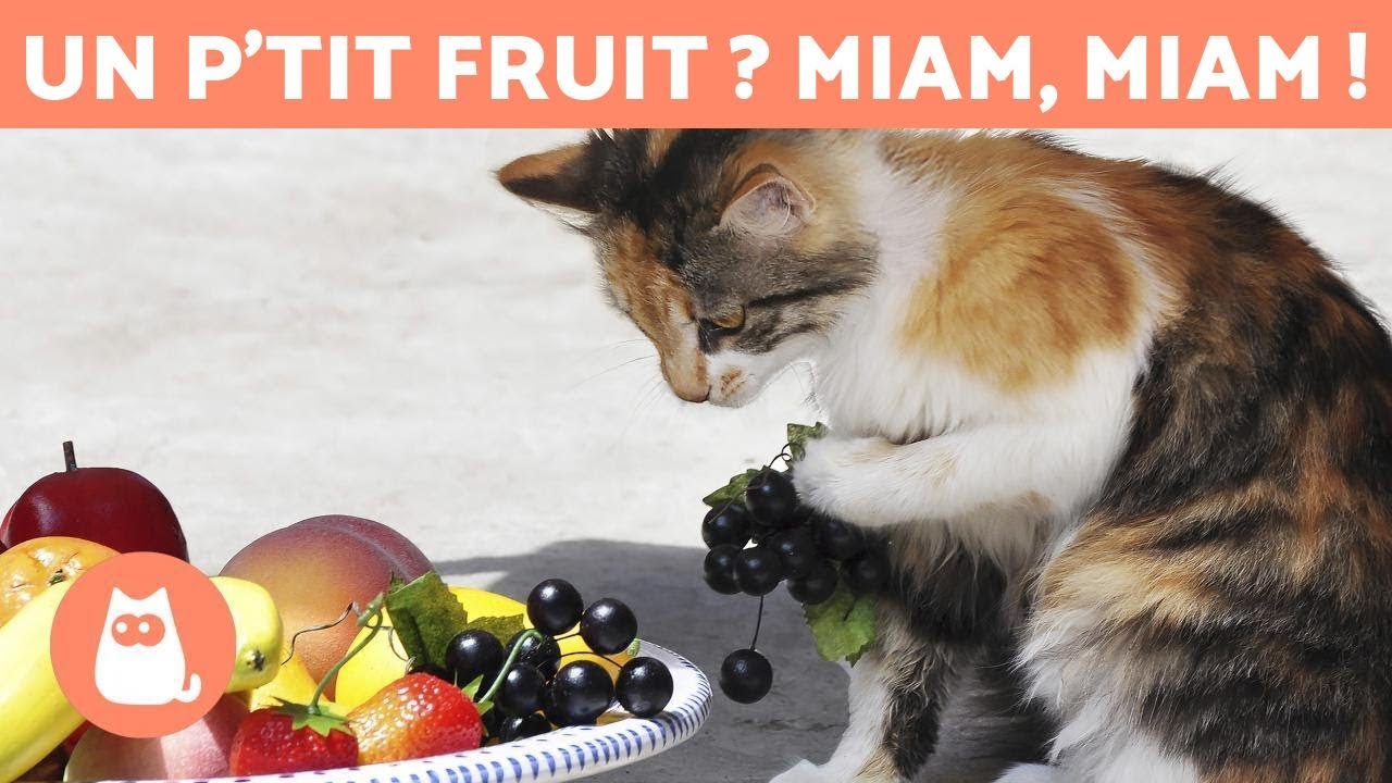 Les MEILLEURS FRUITS pour chats - Doses et Bienfaits