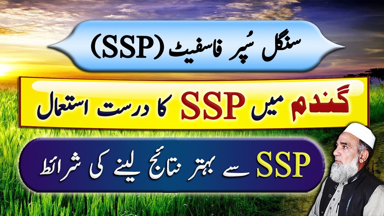 Use of SSP in Wheat | Single Super Phosphate | Crop Reformer