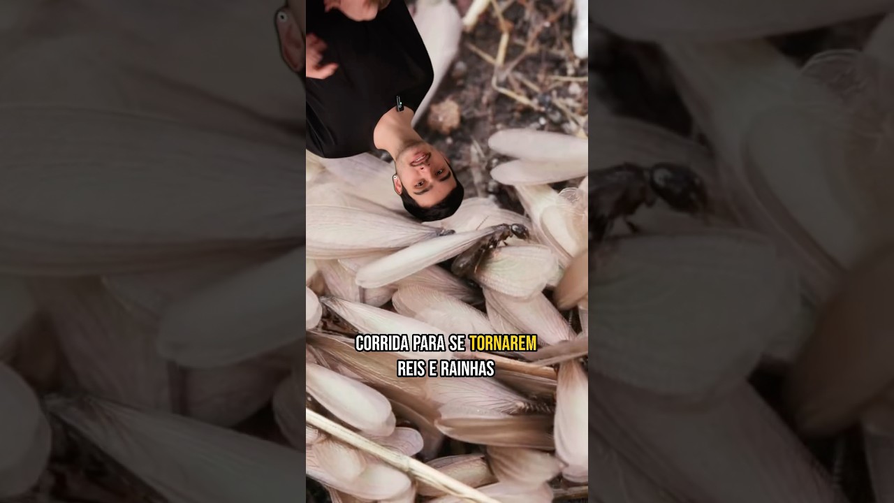 SIRIRI ou ALELUIA: o CUPIM que VOA