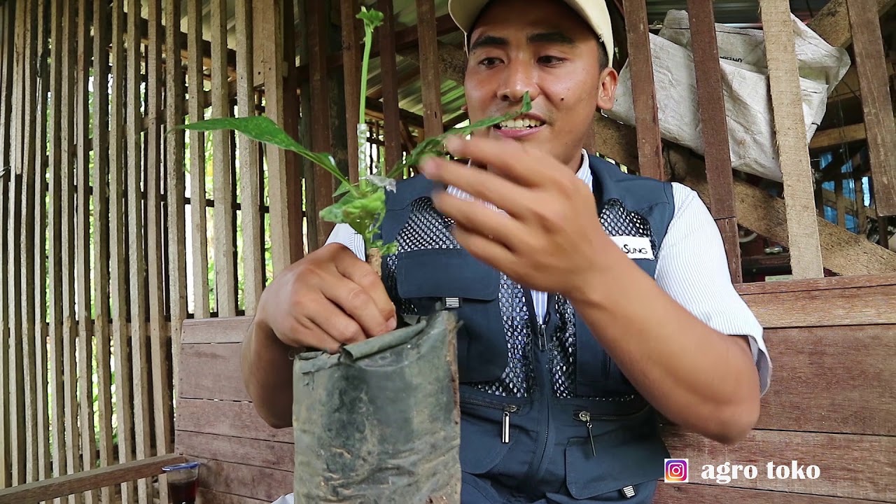 stek cabe dibatang mengkudu ternyata belom berhasil