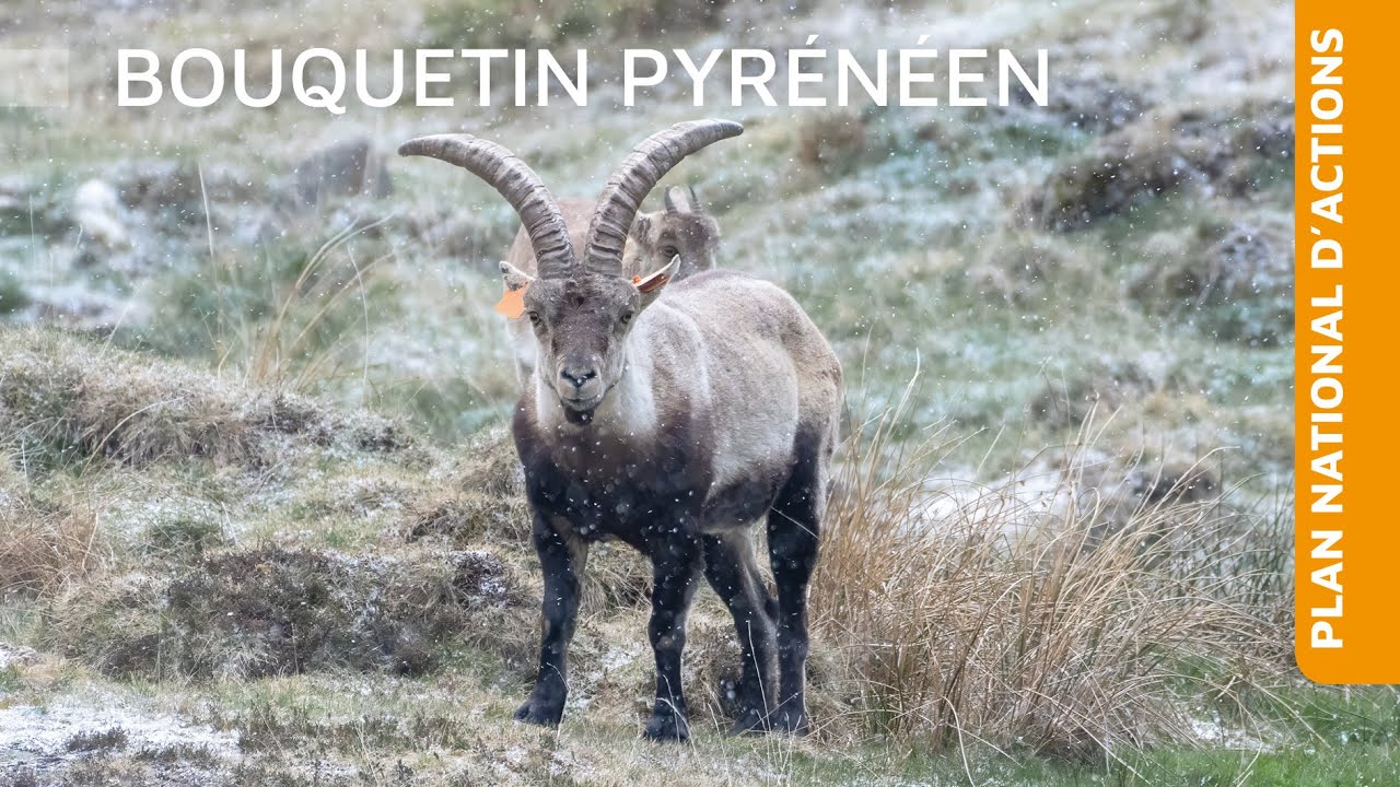 Plan national d'actions Bouquetin des Pyrénées