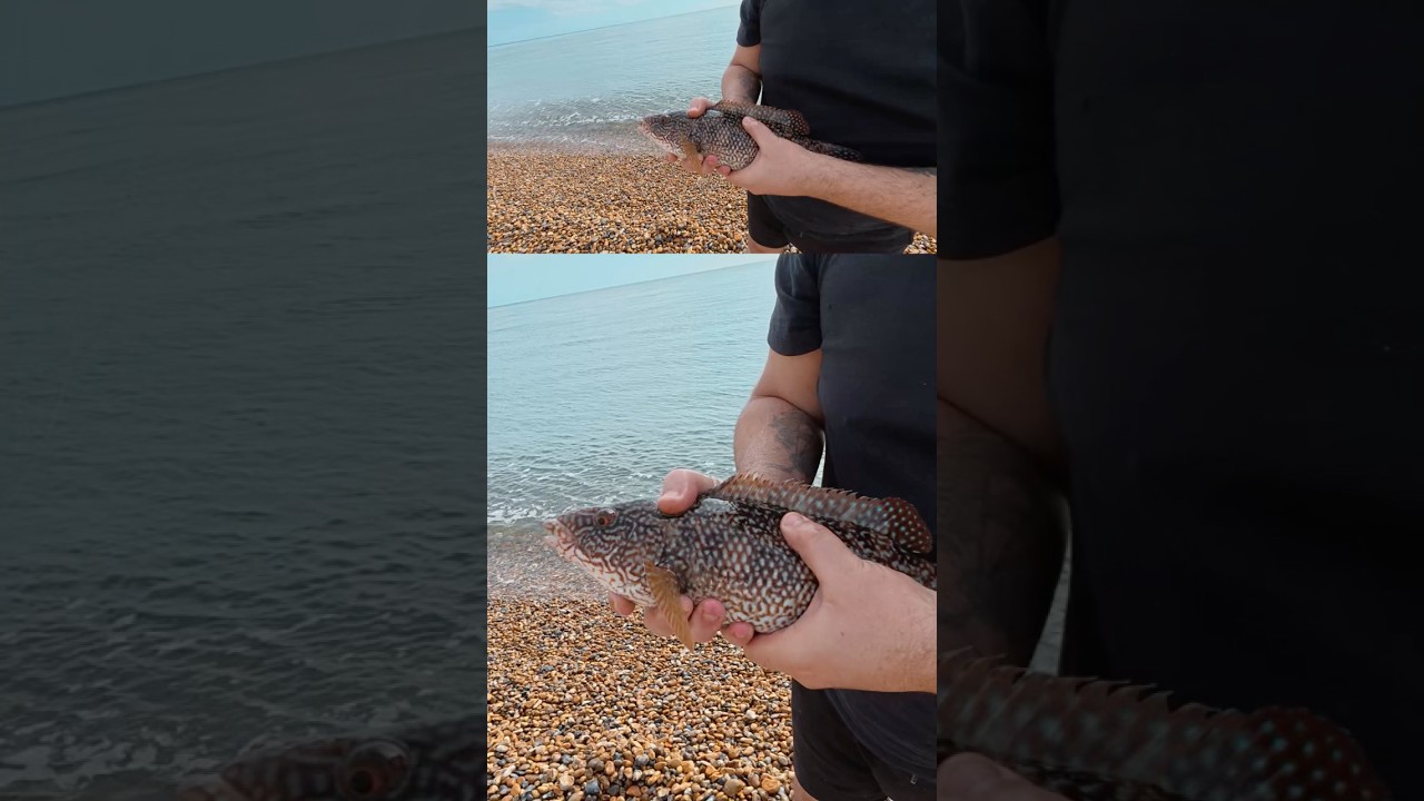 My First Ballan Wrasse from Sandgate Beach! | Fishing Achievement