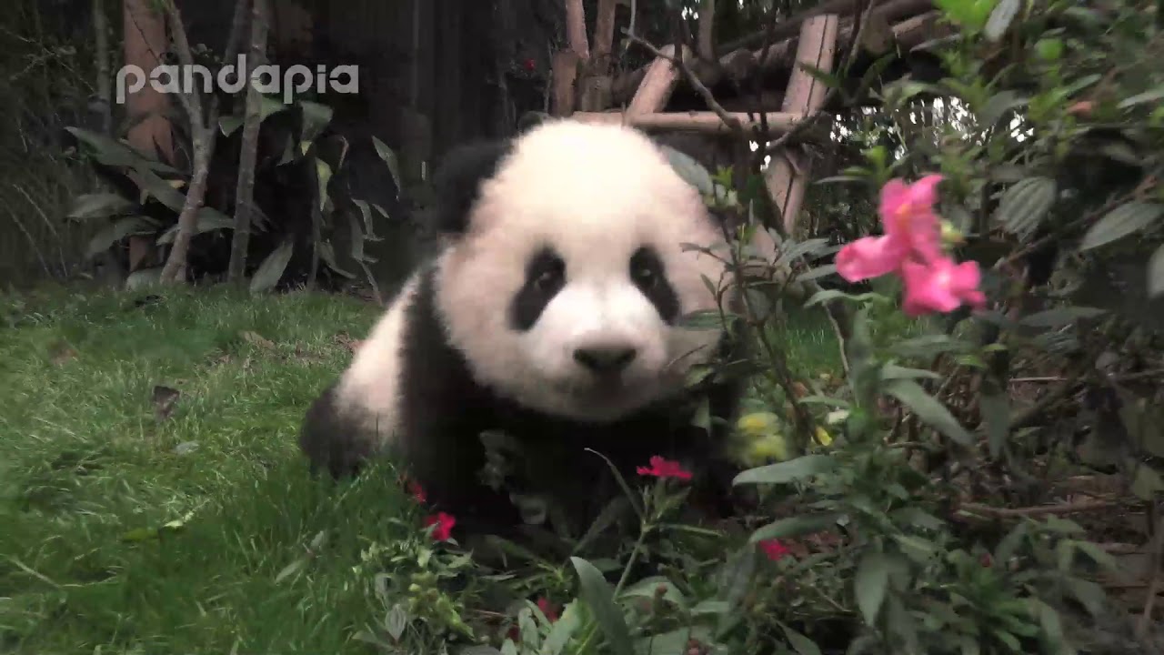 Panda Xiao Xin walks around the yard