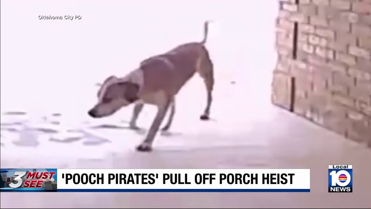 Pups pulling off porch piracy caught on camera