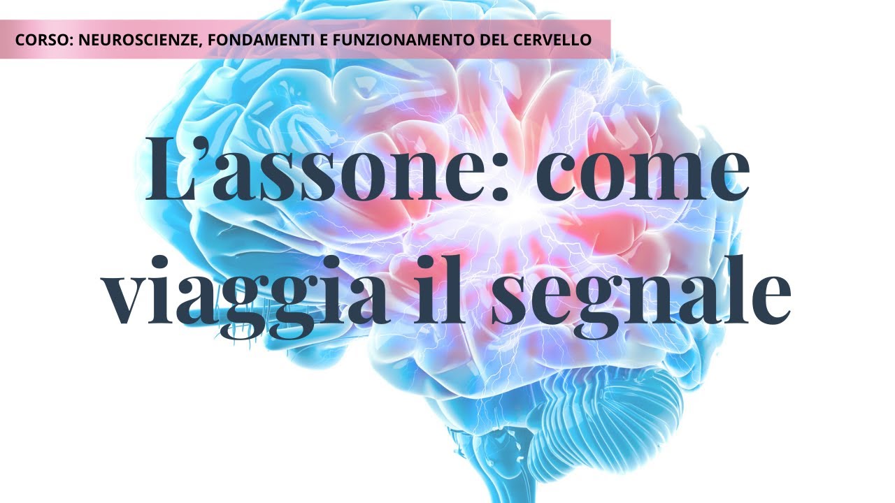 Assone, terminali assonali e trasmissione neuronale | Lezione di neuroscienze 2B