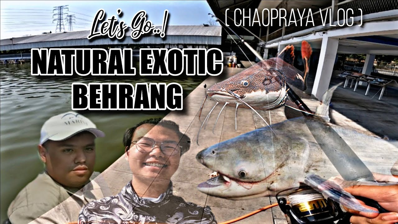 It's a Chaophraya Day ‼️ | Natural Exotic Fishing Pond Behrang | Jumpa Kawan Lama
