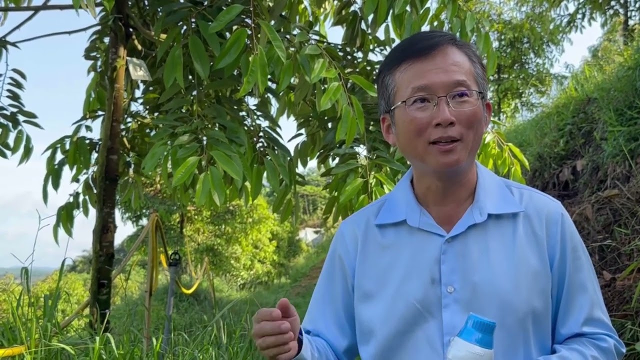 POKOK KUNING DAN RAWATAN树黄及其治疗