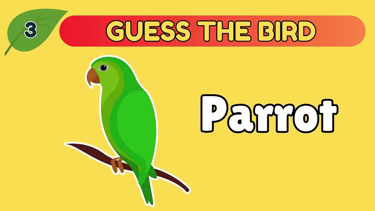 GUESS THE BIRDS FROM ITS SHADOW | Bird Quiz for kindergarten 2025 - 15 Fun Questions! | Quiz Hits