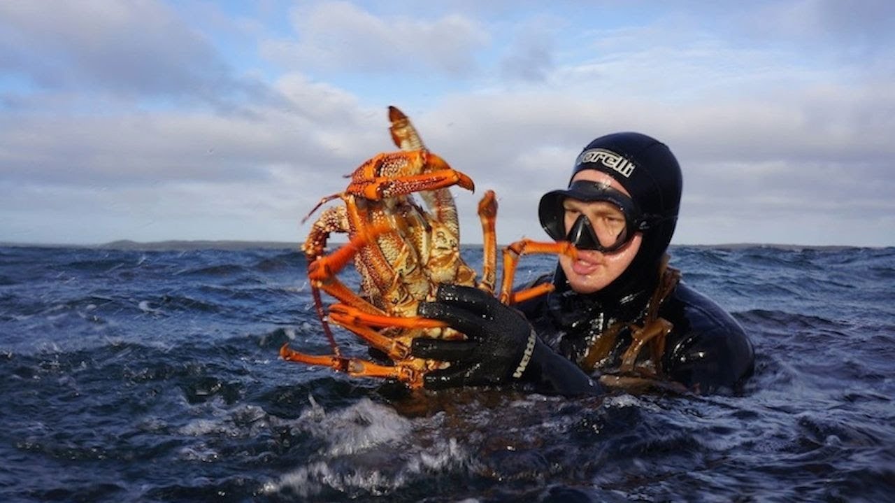 Harvesting Tasmania 2.0 - Twice the Lobsters, Abalone and Sea monsters! (95% Breathold diving)