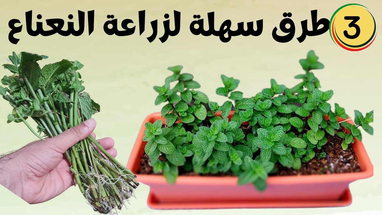 تريد زراعة النعناع في المنزل؟ 3 أسهل طرق لزراعة نعناع في أصيص و في الأرض