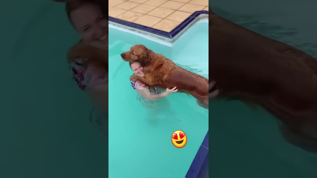 Dogs Vs Water Compilation 🐶💦 | Funny Dog Reactions