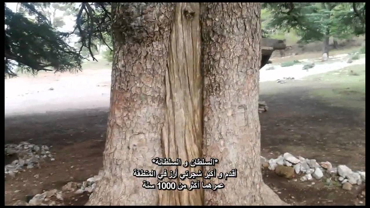 OUARSENIS * forêt de cèdres Atlantique* a boucaid wilaya de tissemsilt
