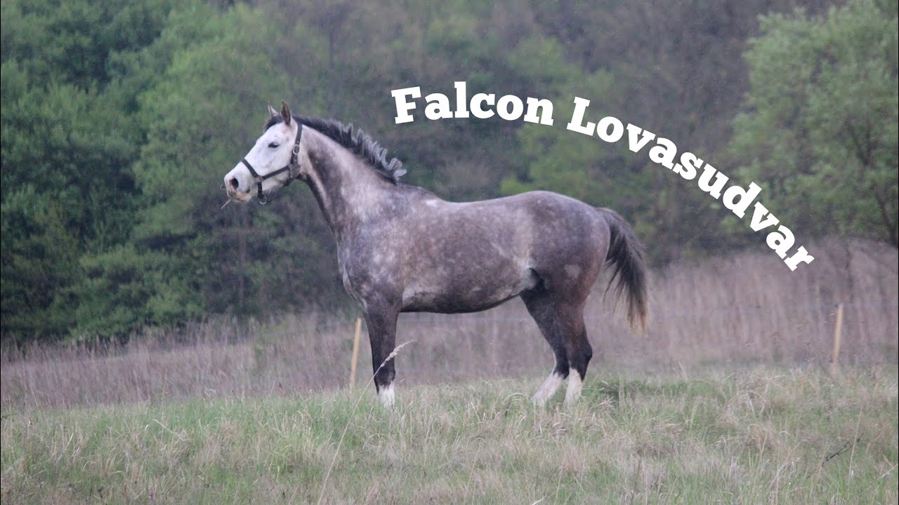Falcon Lovasudvar • Élet nálunk