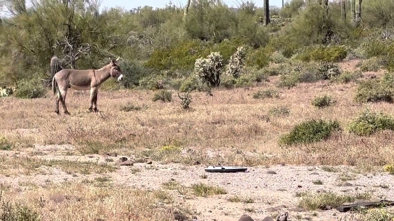 New River Donkeys
