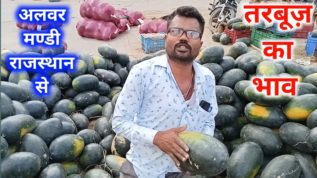 tarbuj ka taja bhav Aaj Alwar Mandi Rajasthan/ today watermelon wholesale rate alwar 🍉🍉